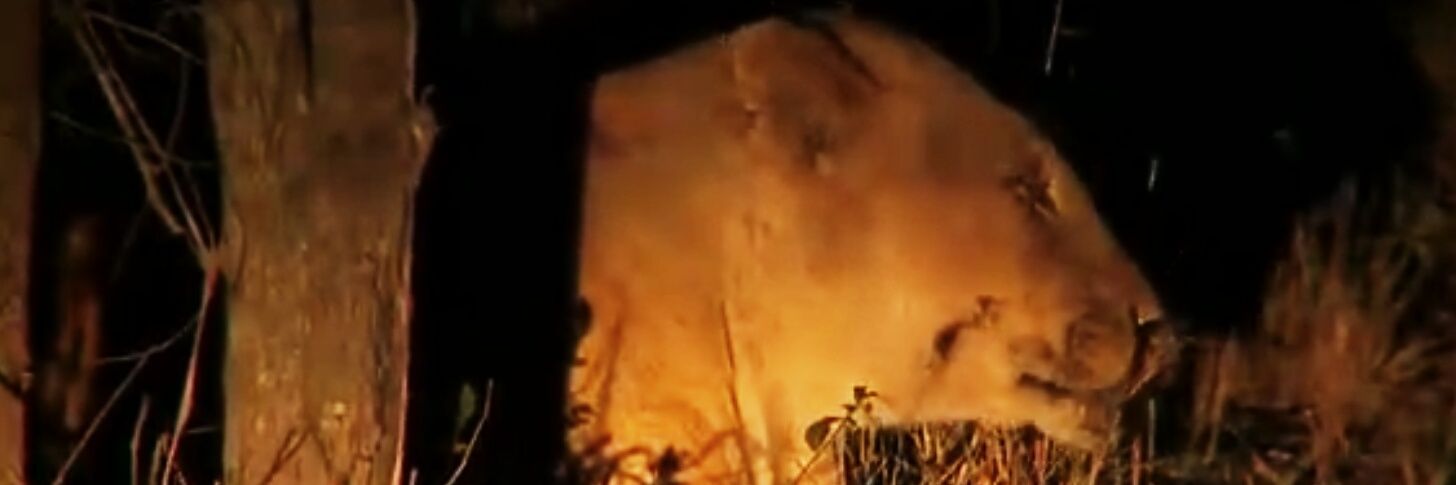 SafariDean's profile banner image