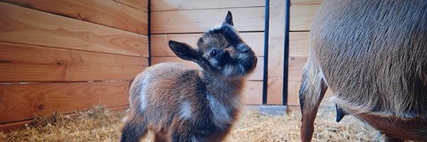 cattiefish Profile Banner