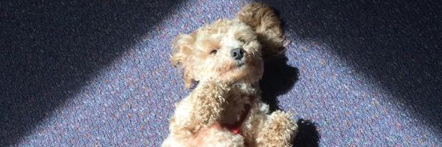 Rebecca Borison banner