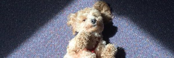 borisonr Profile Banner