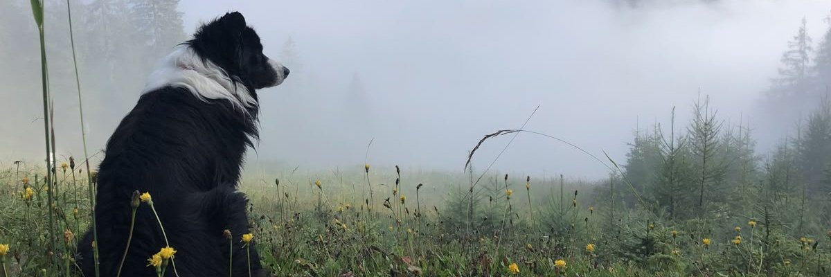 colliemmy's profile banner image