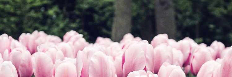 mindtherose's profile banner image