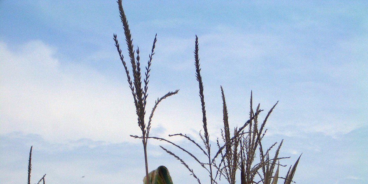 Deltagrind's profile banner image