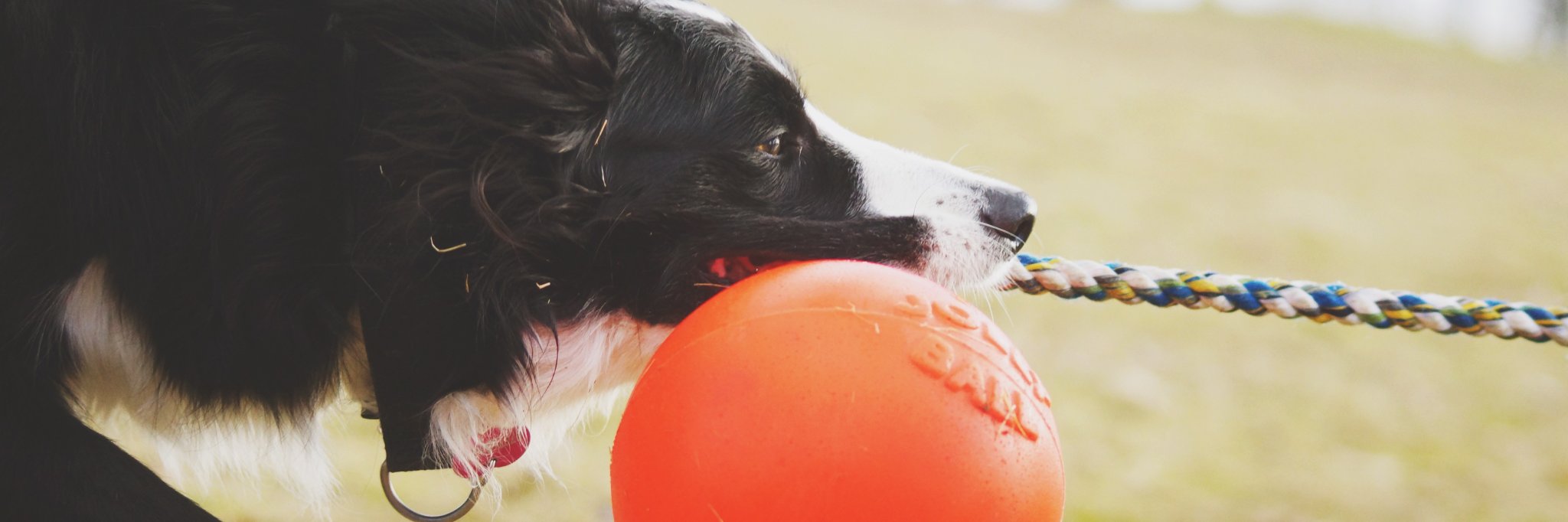 Jolly_Pets's profile banner image