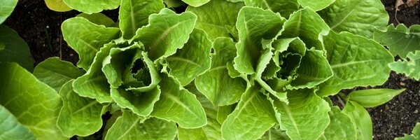 MVFarmtoSchool Profile Banner