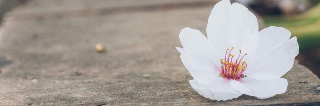 Patricia Castro banner