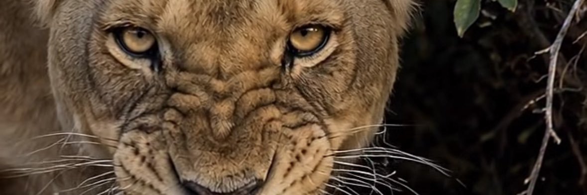 tishtrya's profile banner image