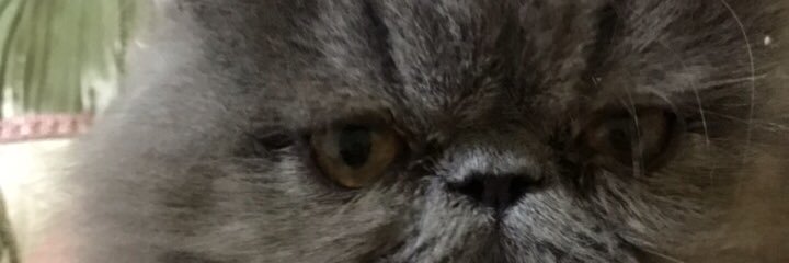 tatismaie's profile banner image