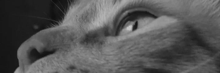 moiramcastro's profile banner image