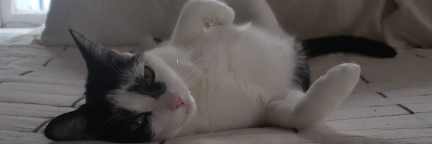 cookie9623's profile banner image