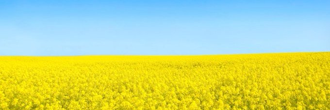 Mark Pankhurst 🇺🇦🇪🇺🕷️ Lycaon Pictus banner