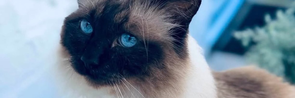 Only1heart2Give's profile banner image