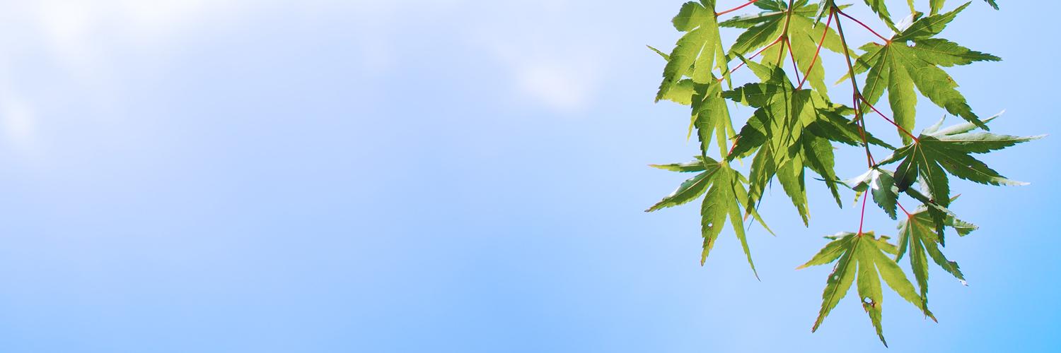 whitebell's profile banner image