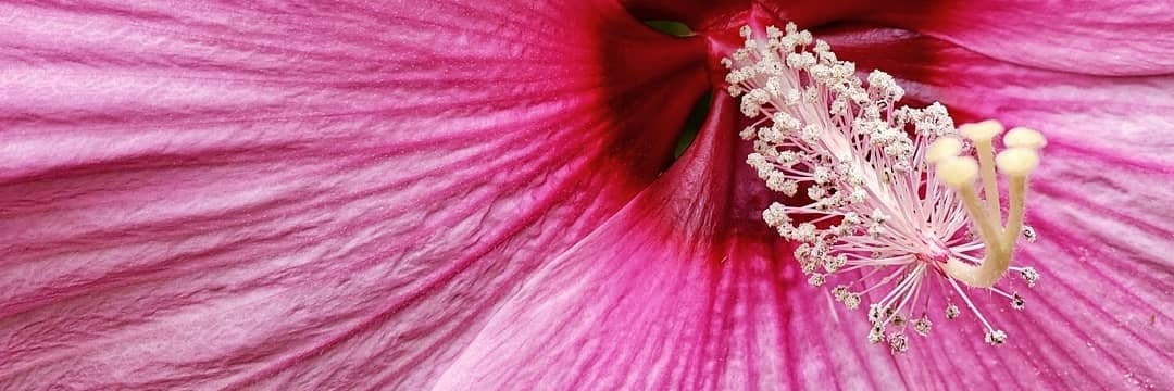 MSS_Jewel's profile banner image