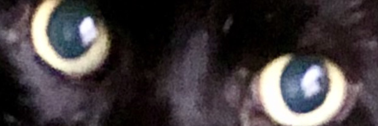 EpeeClubCat's profile banner image