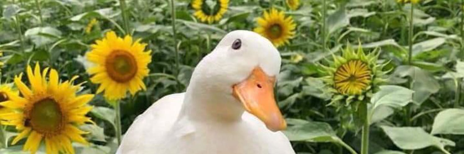 itmejasz's profile banner image