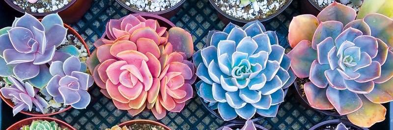 Alexandra_Eddy's profile banner image
