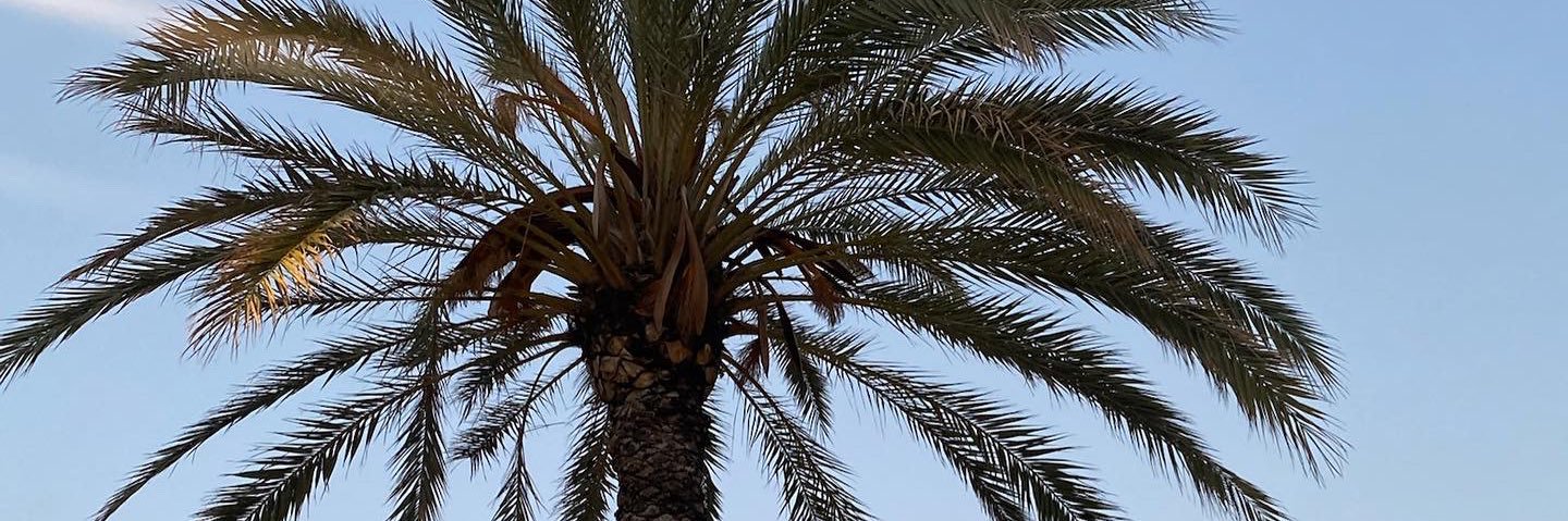 leaelien_'s profile banner image