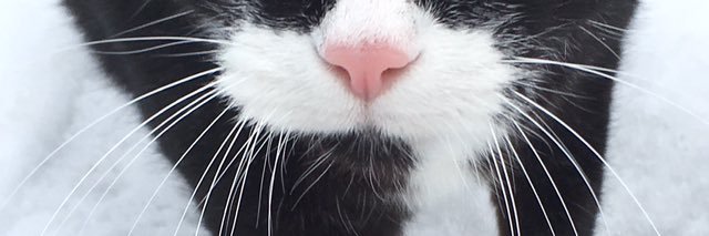 Miles_n_Boops's profile banner image