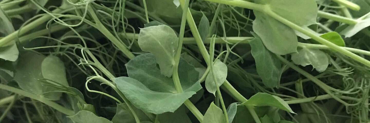 grownlocalco's profile banner image