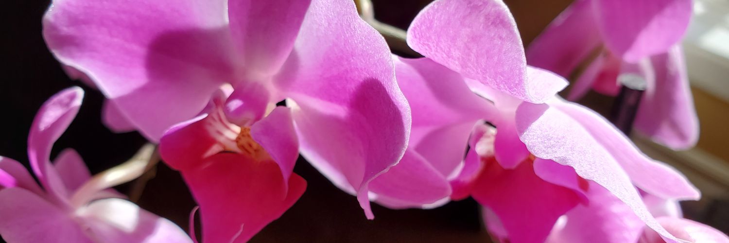 Jesseca_Mae's profile banner image
