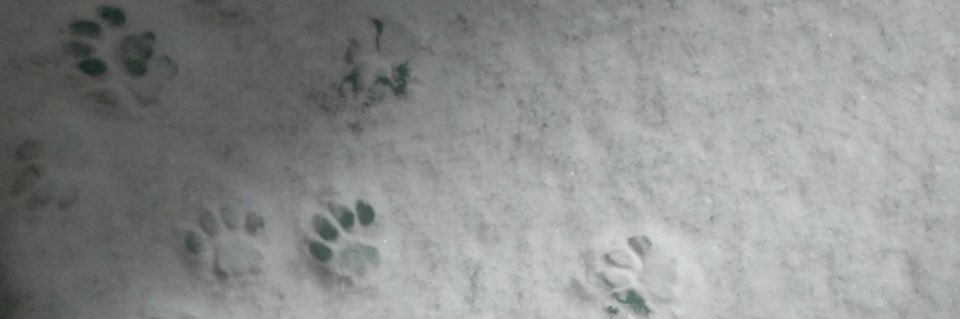 wonpiled's profile banner image