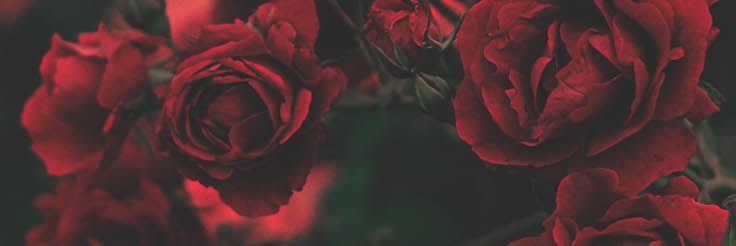 Bookie8cookie's profile banner image