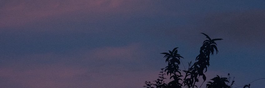 sofiaarzapalo's profile banner image