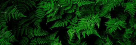 Fitryfirdiya's profile banner image