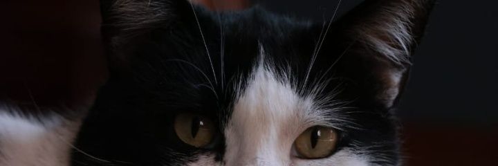 NicolasSeptien's profile banner image