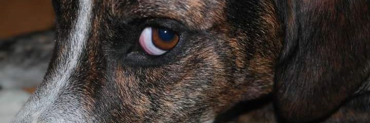 ThallesOM's profile banner image