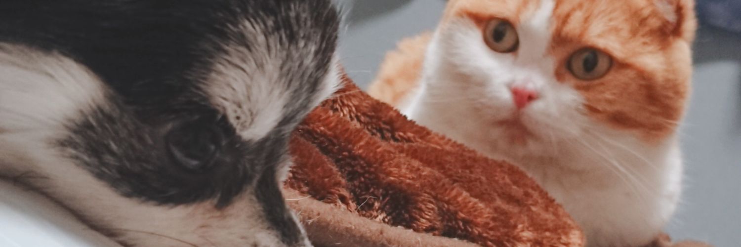 trimmer_mi's profile banner image