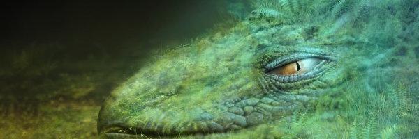 roonquidao's profile banner image