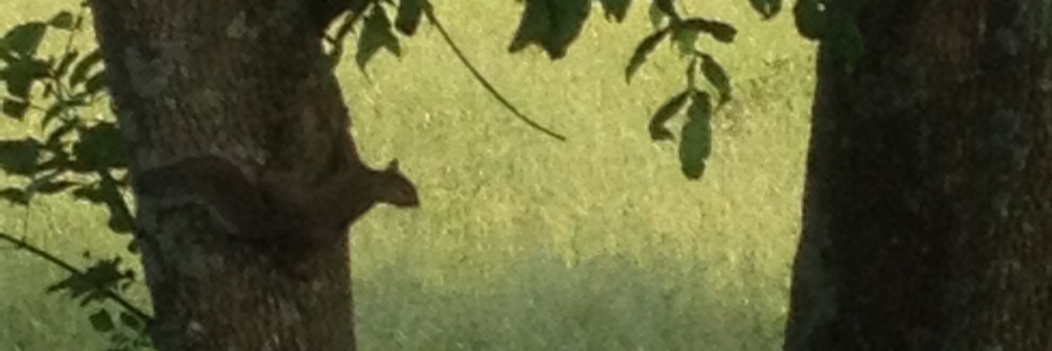 TheTrueTRay's profile banner image