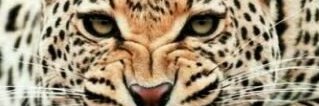 Any_Looly's profile banner image