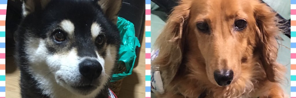 choco6_6s's profile banner image