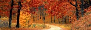 RemonaVermark's profile banner image