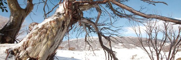 mindsocket Profile Banner