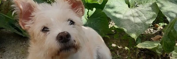 azra2209 Profile Banner