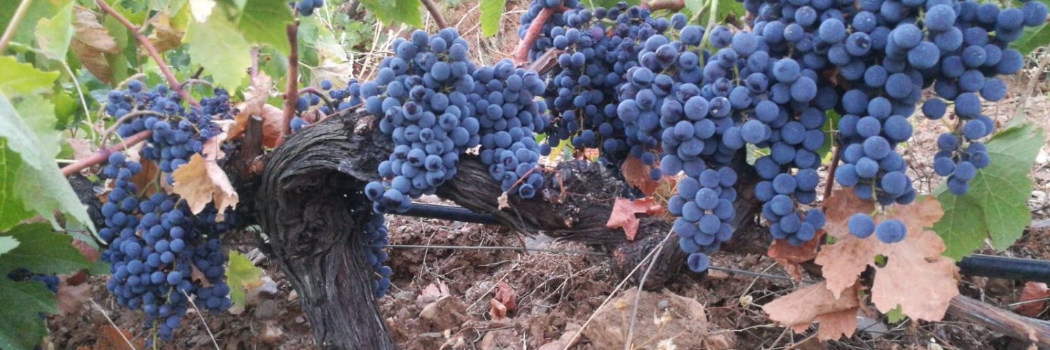 VeletaWines's profile banner image