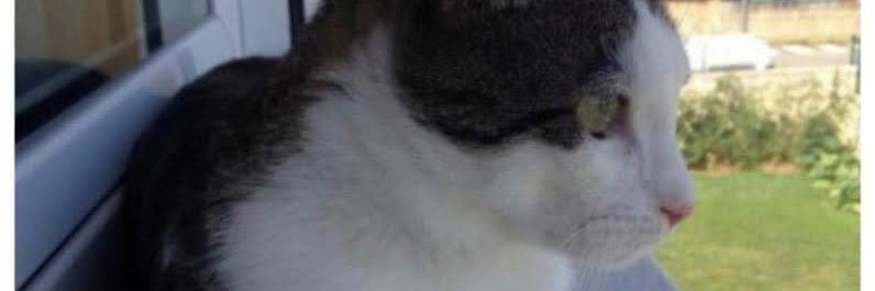 mikelashia's profile banner image