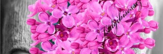 avnihca's profile banner image