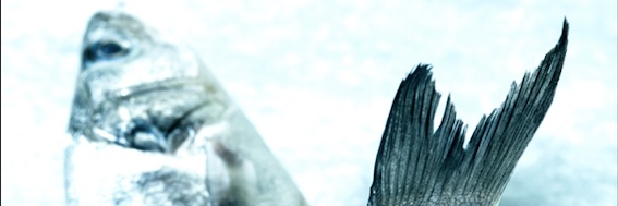 Lucie Vaňková banner