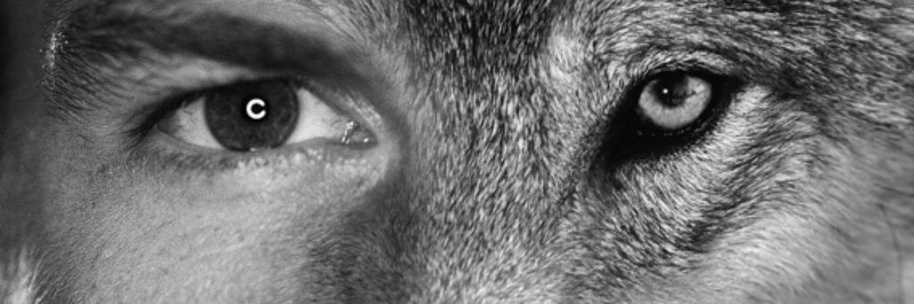 wolfmaaann's profile banner image
