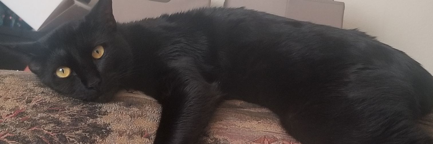 ObiWanLagogy's profile banner image