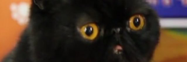 wydarielle's profile banner image