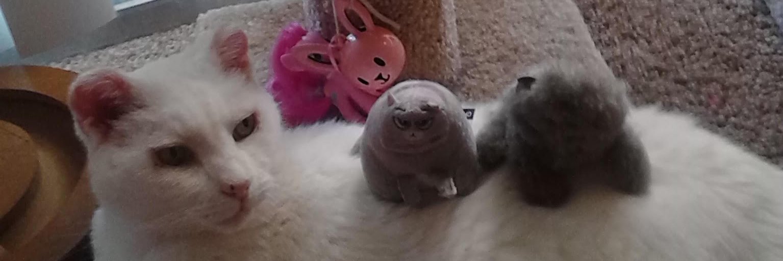 THEKATTS's profile banner image
