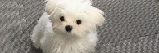 MellissaLevin's profile banner image