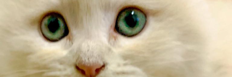 Dona Maria💎 banner