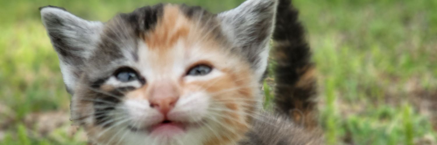 itsbetsydld's profile banner image